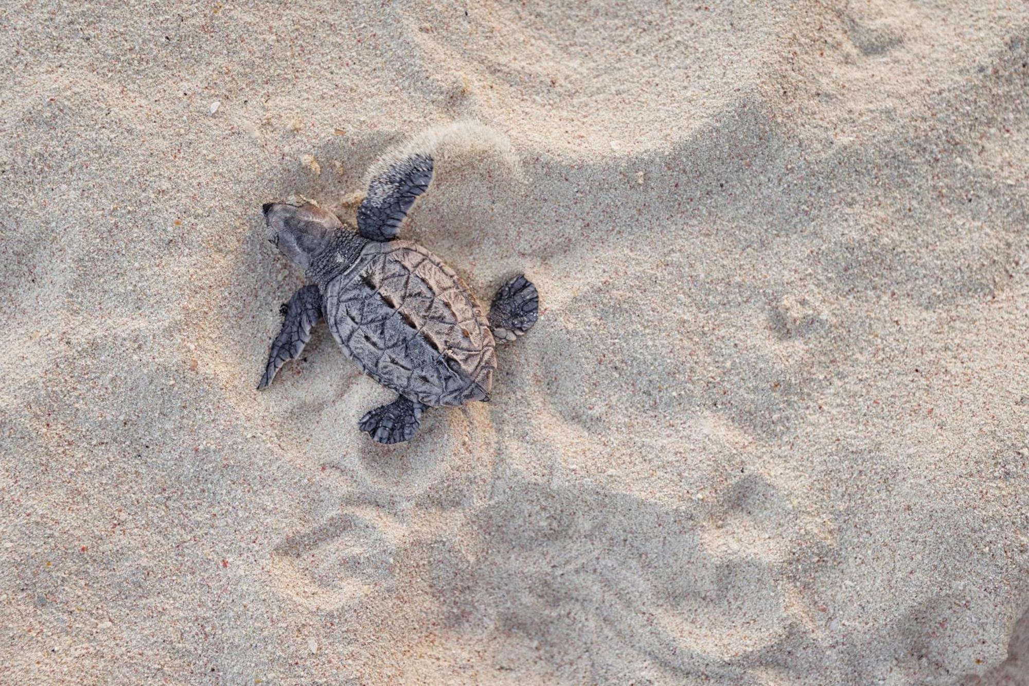 Sandals Barbados All Inclusive - Couples Only (Adults Only) Christ Church Esterno foto